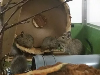 Osmák degu