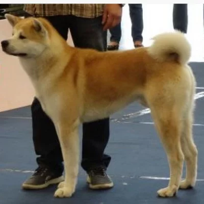 Akita inu s PP - pejsky