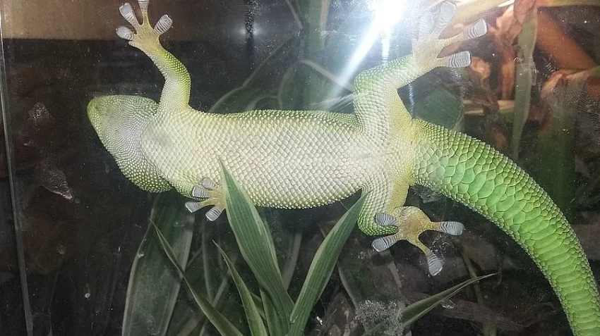 Phelsuma madagaskarská + terárium