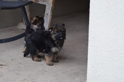 Štěňata něm.ovčáka z průkazem původ
