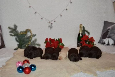 Čokoládová štěňátka Labradorského retrievera