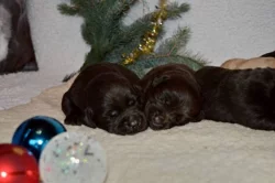 Čokoládová štěňátka Labradorského retrievera