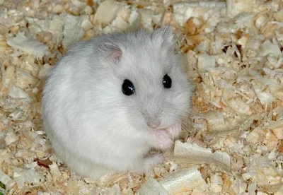Křeček džungárský