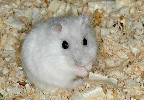 Křeček džungárský