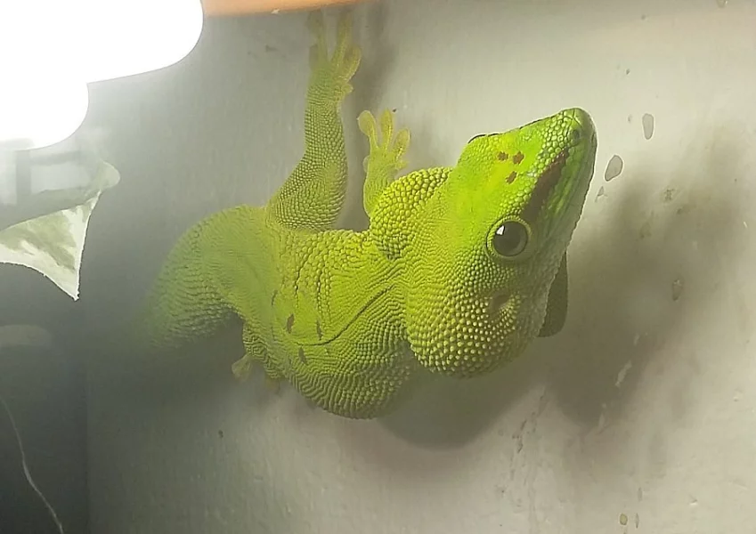 Phelsuma madagaskarská - samička