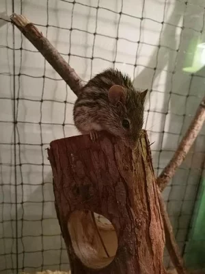 Myš zebrovaná (Lemniscomys barbarus) + krmení