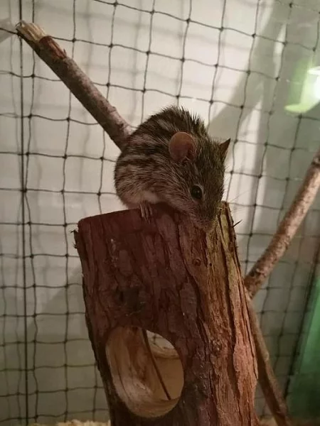 Myš zebrovaná (Lemniscomys barbarus) + krmení