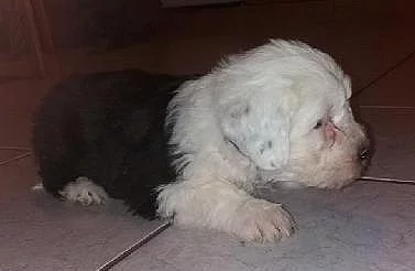 Bobtail štěně