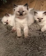 PRODEJ RAGDOLL KOŤÁTEK S PP