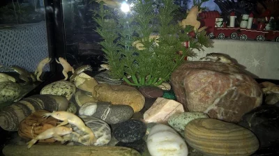 Prodám akvarijní žáby Drápatky