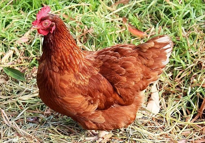 Koupim kuřice
