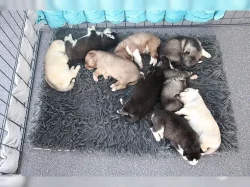 Sibirský husky + s PP.
