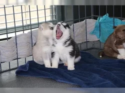Sibirský husky + s PP.
