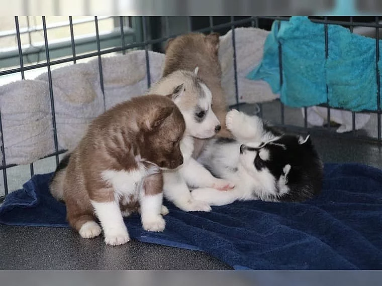 Sibirský husky + s PP.