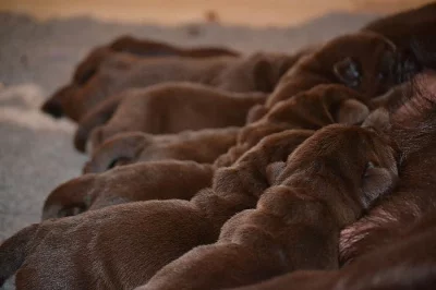 Čokoládový Labradorský retriever s pp