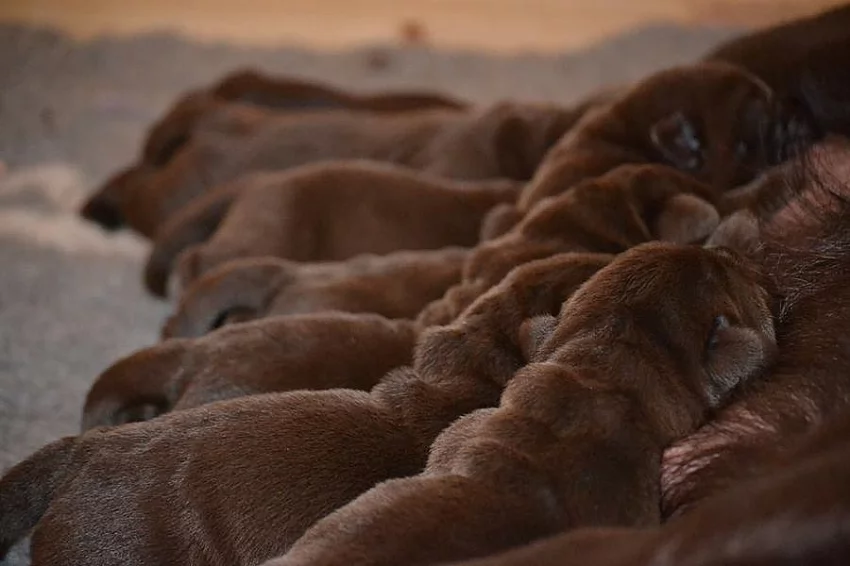 Čokoládový Labradorský retriever s pp