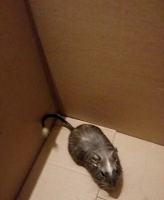 Osmák degu