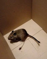 Osmák degu