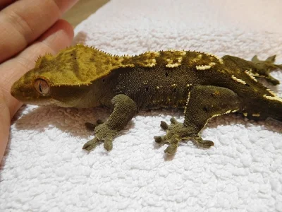 Pagekon řasnatý - Rhacodactylus ciliatus