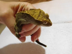 Pagekon řasnatý - Rhacodactylus ciliatus