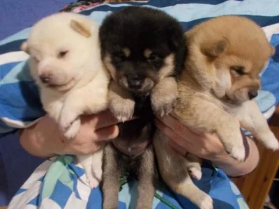 Shiba inu štěňata s pp