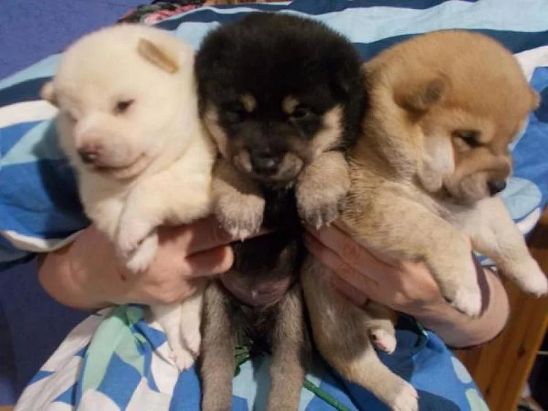 Shiba inu štěňata s pp