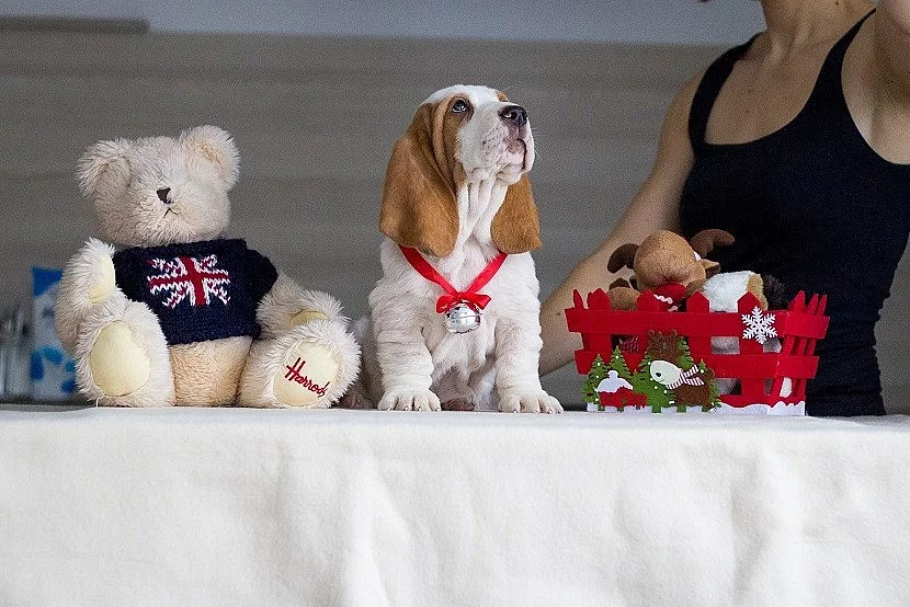 Štěňata Bassethound PP