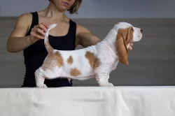 Štěňata Bassethound PP
