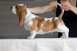 Štěňata Bassethound PP