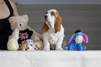 Štěňata Bassethound PP