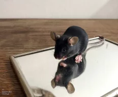 Vymazlené black marked myšky