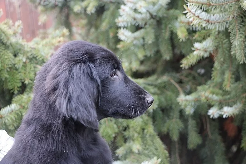Flat Coated Retriever - štěňátka