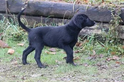 Flat Coated Retriever - štěňátka