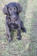 Flat Coated Retriever - štěňátka