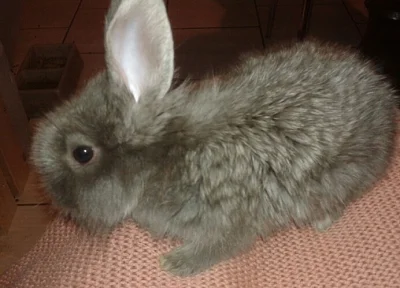 Daruji mladé zakrslé králíčky - SPĚCHÁ