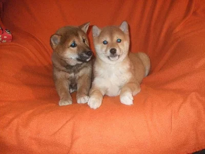 SHIBA INU PRAHA
