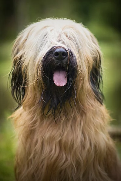 Briard - štěňátka plavá s PP