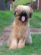 Briard - štěňátka plavá s PP