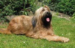 Briard - štěňátka plavá s PP