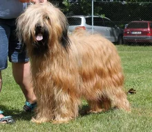 Briard - štěňátka plavá s PP