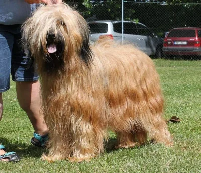 Briard - štěňátka plavá s PP