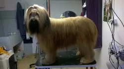 Briard - štěňátka plavá s PP