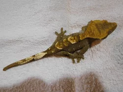 Pagekon řasnatý - Rhacodactylus ciliatus