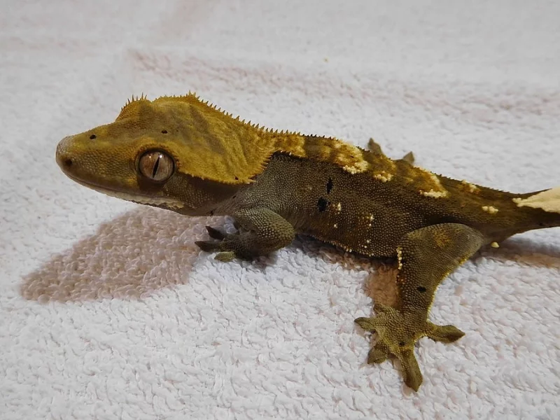 Pagekon řasnatý - Rhacodactylus ciliatus