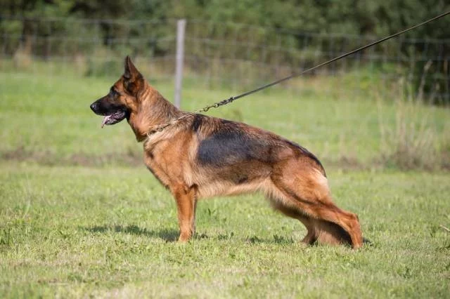 Německý ovčák štěňata prodám