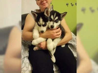 Sibirský husky + s PP.