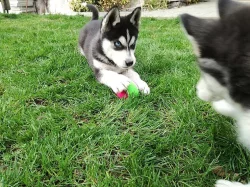 Sibirský husky + s PP.