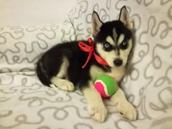 Sibirský husky + s PP.