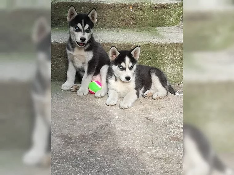 Sibirský husky + s PP.