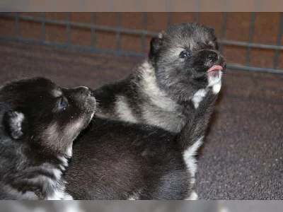 husky štenata s modrýma ocima
